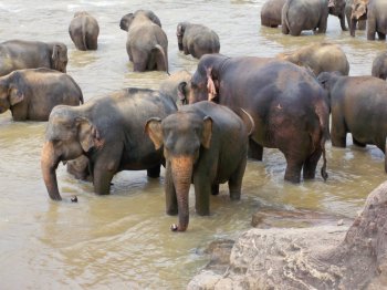 Sri Lanka elephant orphanage