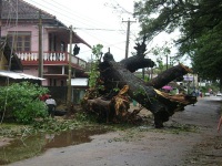 Sri Lanka trees down