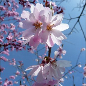 Tree Flowers