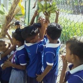 Children pick bananas in Sri Lanka