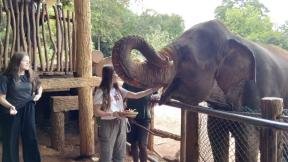 Elephants in Sri Lanka