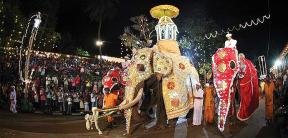 Kandy Perehara elephants