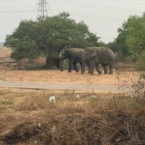 Picture: /imgresize/w288/images/blog-files/732/elephants.jpg
